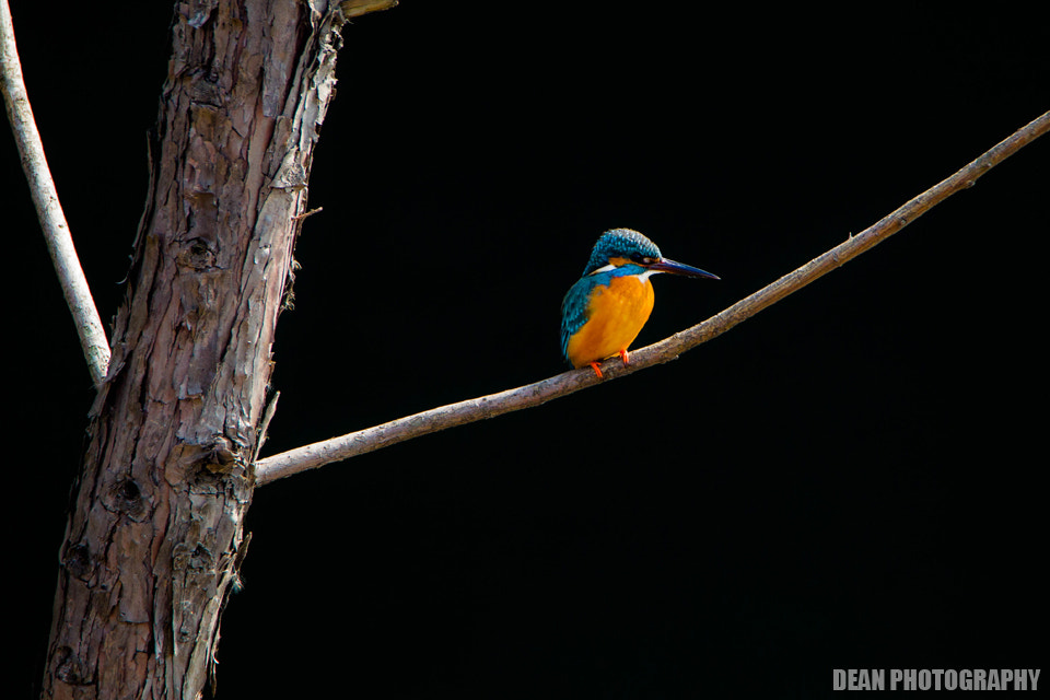 Canon EOS-1D Mark IV sample photo. Patient photography
