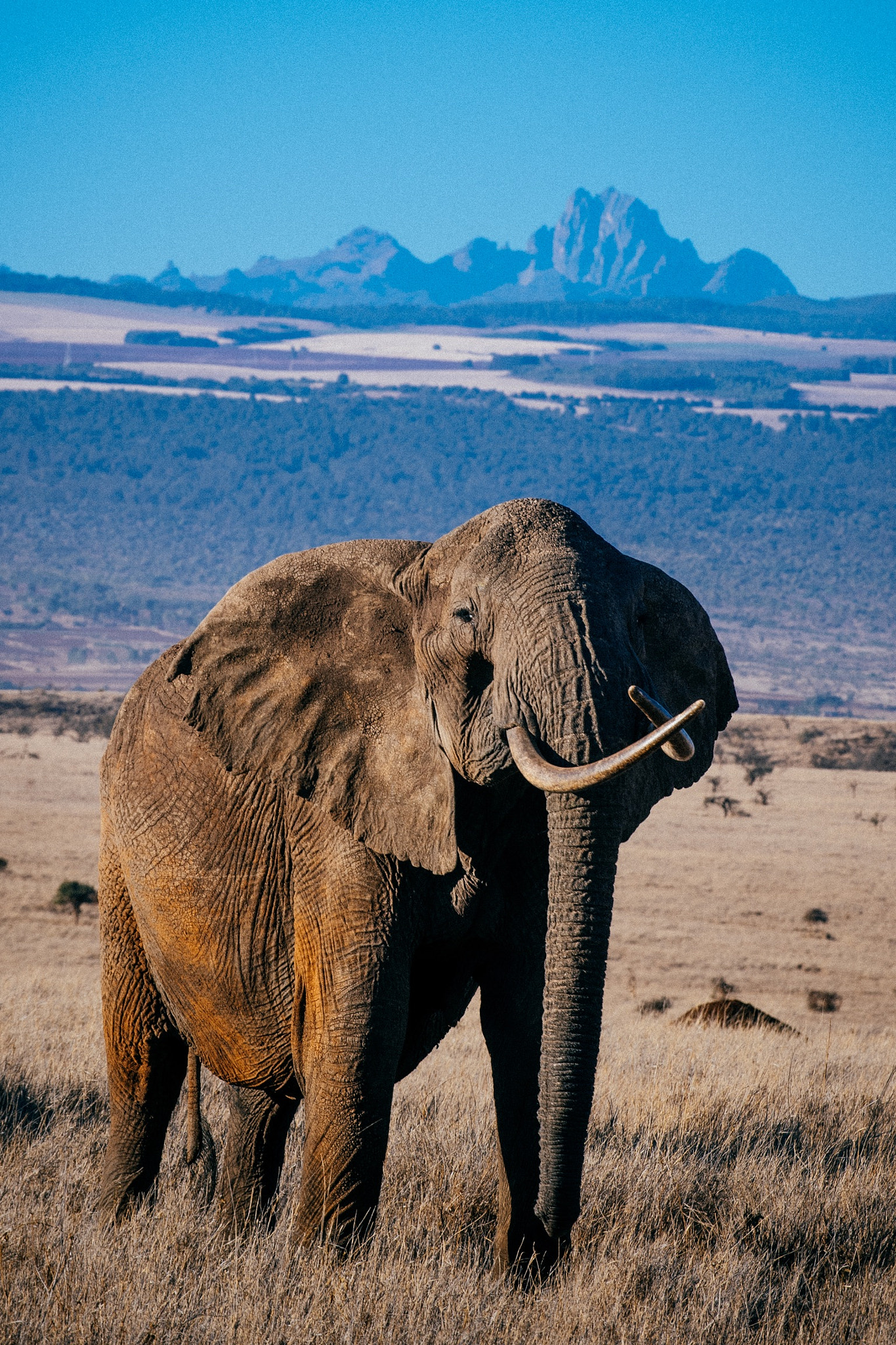 Nikon D5 sample photo. Giants kingdom. gorgeous cross tusked cow with per ... photography