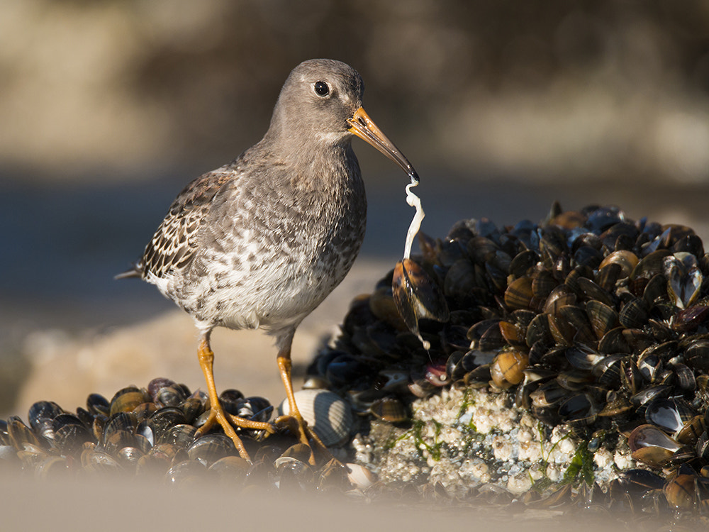 150-600mm F5-6.3 DG OS HSM | Sports 014 sample photo. Purple sandpiper / paarse strandloper photography