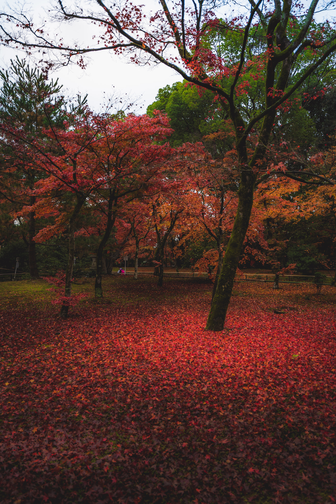 Sony a7S + Sony Vario-Tessar T* FE 16-35mm F4 ZA OSS sample photo. Red carpet photography