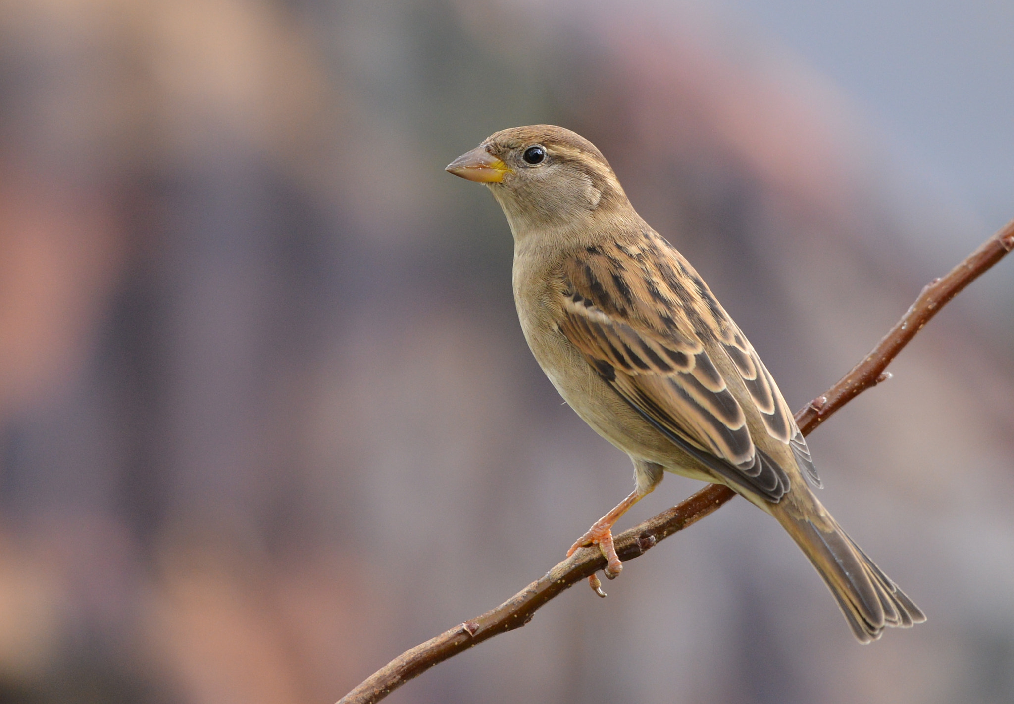 Nikon D600 + Nikon AF-S Nikkor 500mm F4G ED VR sample photo. Huismus photography