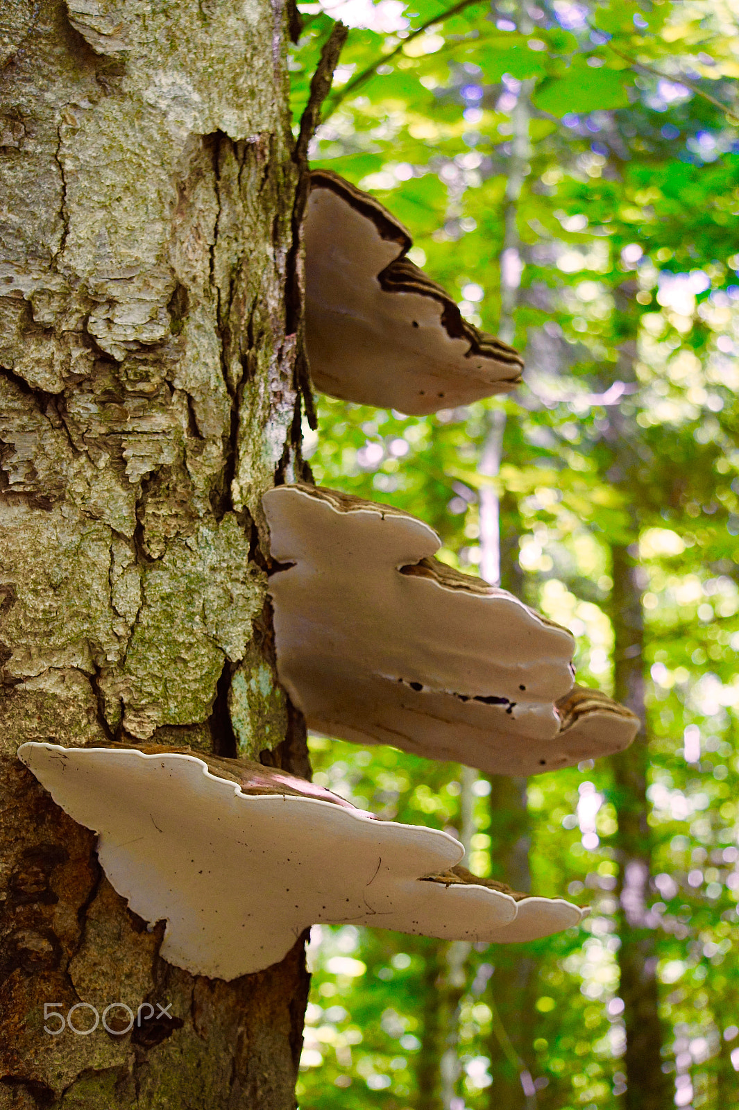 Sony Alpha NEX-3 sample photo. Fungus photography