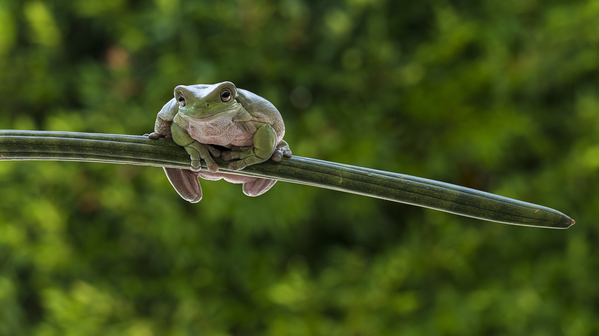 Sony a7 II + Canon EF 100mm F2.8L Macro IS USM sample photo. Frog photography