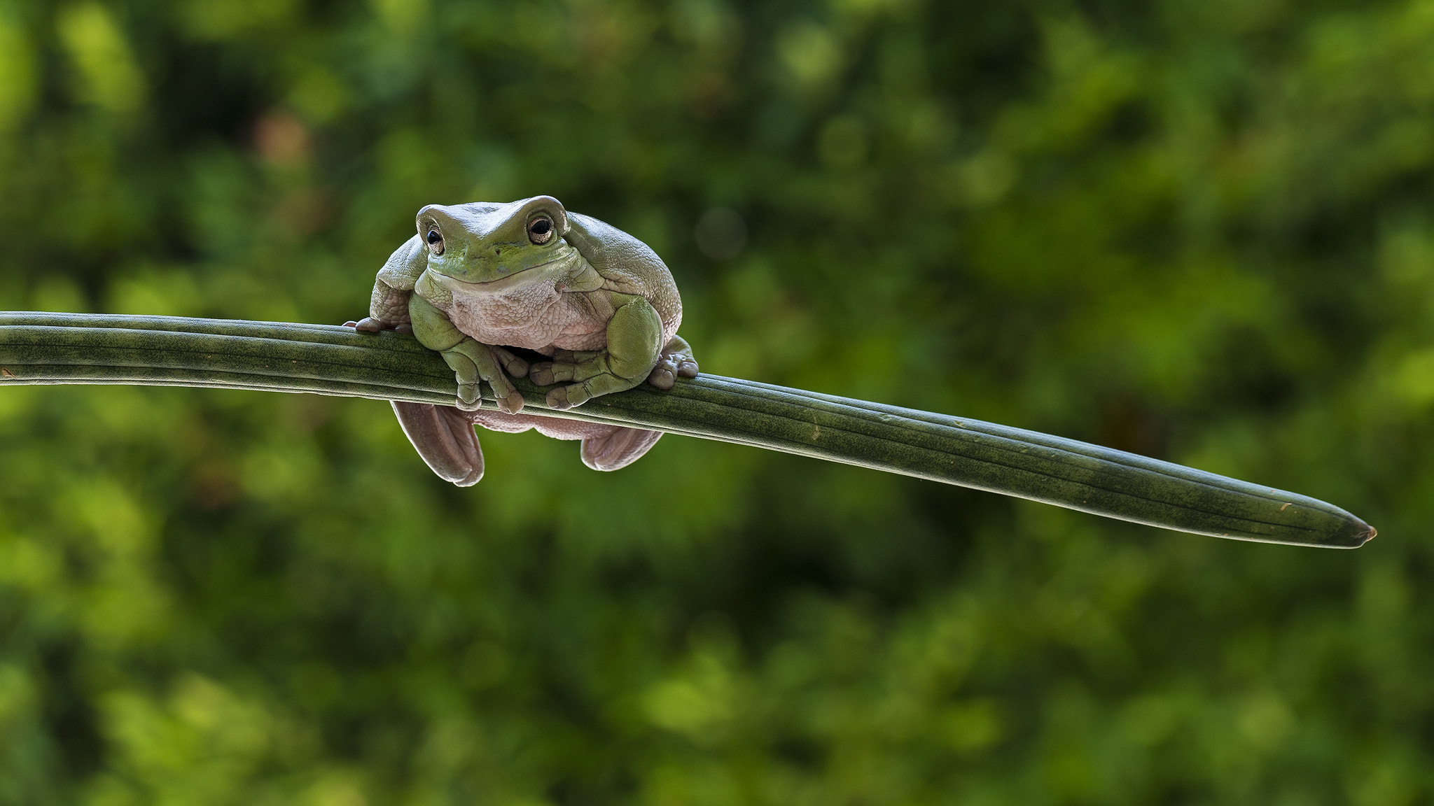 Canon EF 100mm F2.8L Macro IS USM sample photo. Frog photography
