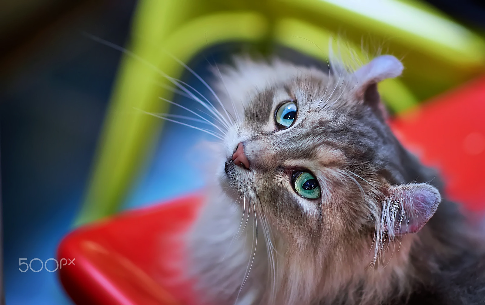 Sony Planar T* 85mm F1.4 ZA sample photo. Volume ear cat photography