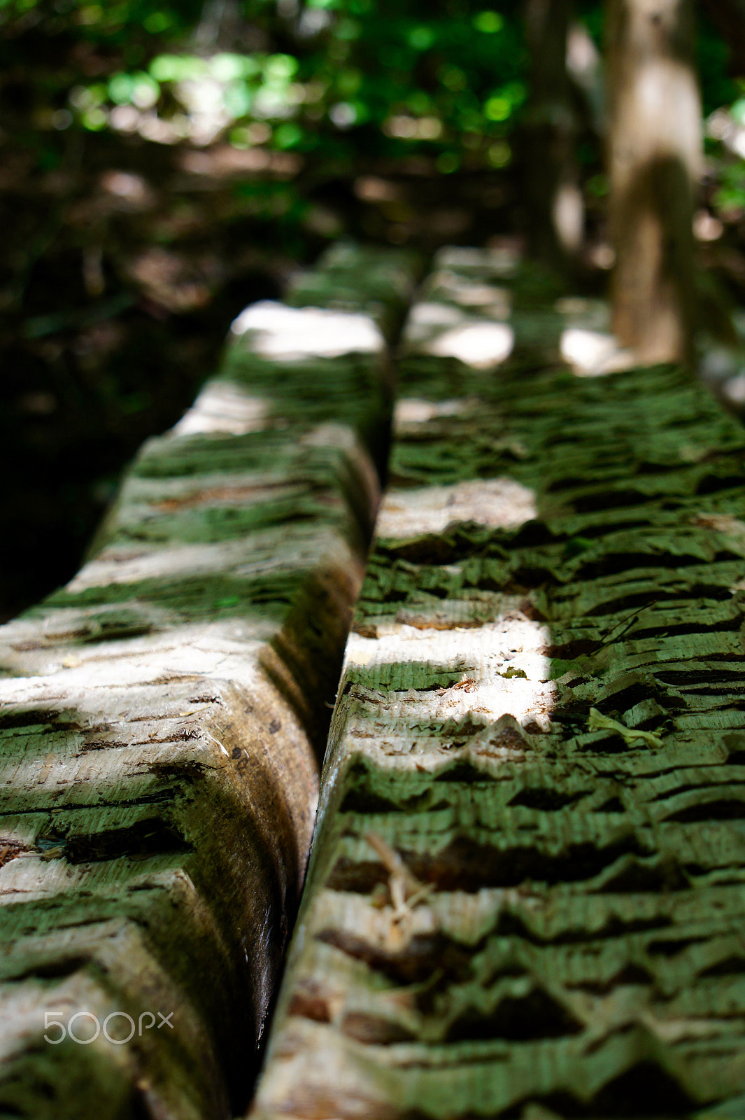 Sony Alpha NEX-3 sample photo. Rough cut bridge photography