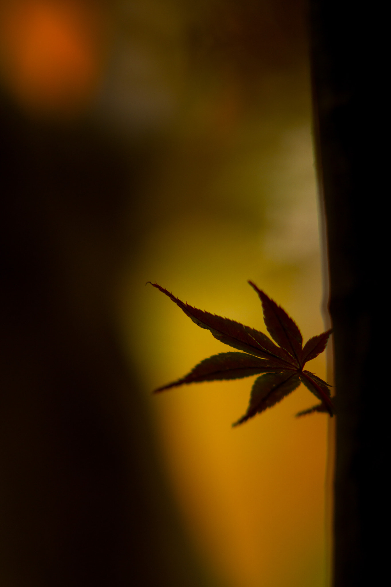 Sony Sonnar T* 135mm F1.8 ZA sample photo. Maple hokkaido,japan photography