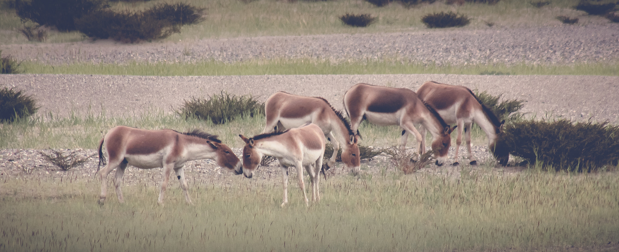 Canon EF 75-300mm f/4-5.6 USM sample photo. They call them "wild asses" of ladakh photography