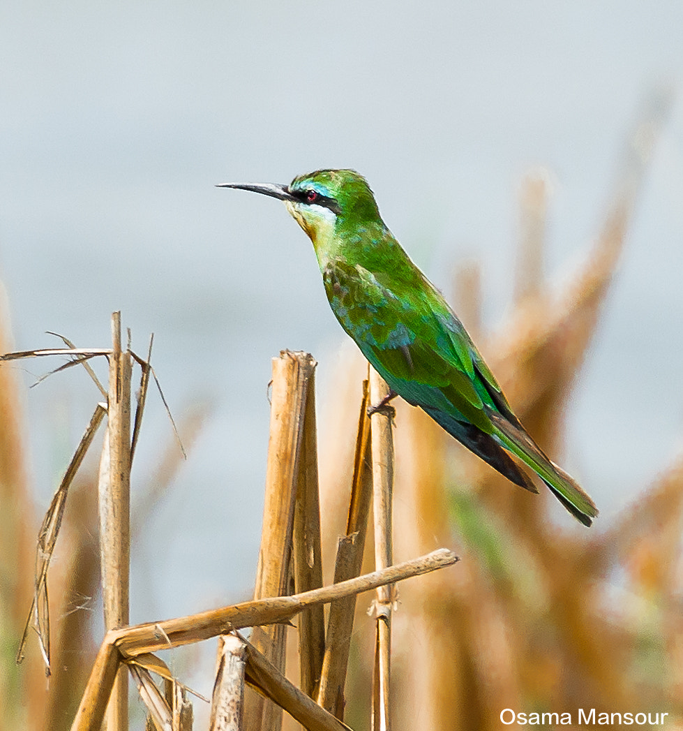 Nikon D610 + Nikon AF-S Nikkor 300mm F4D ED-IF sample photo. Warwar photography