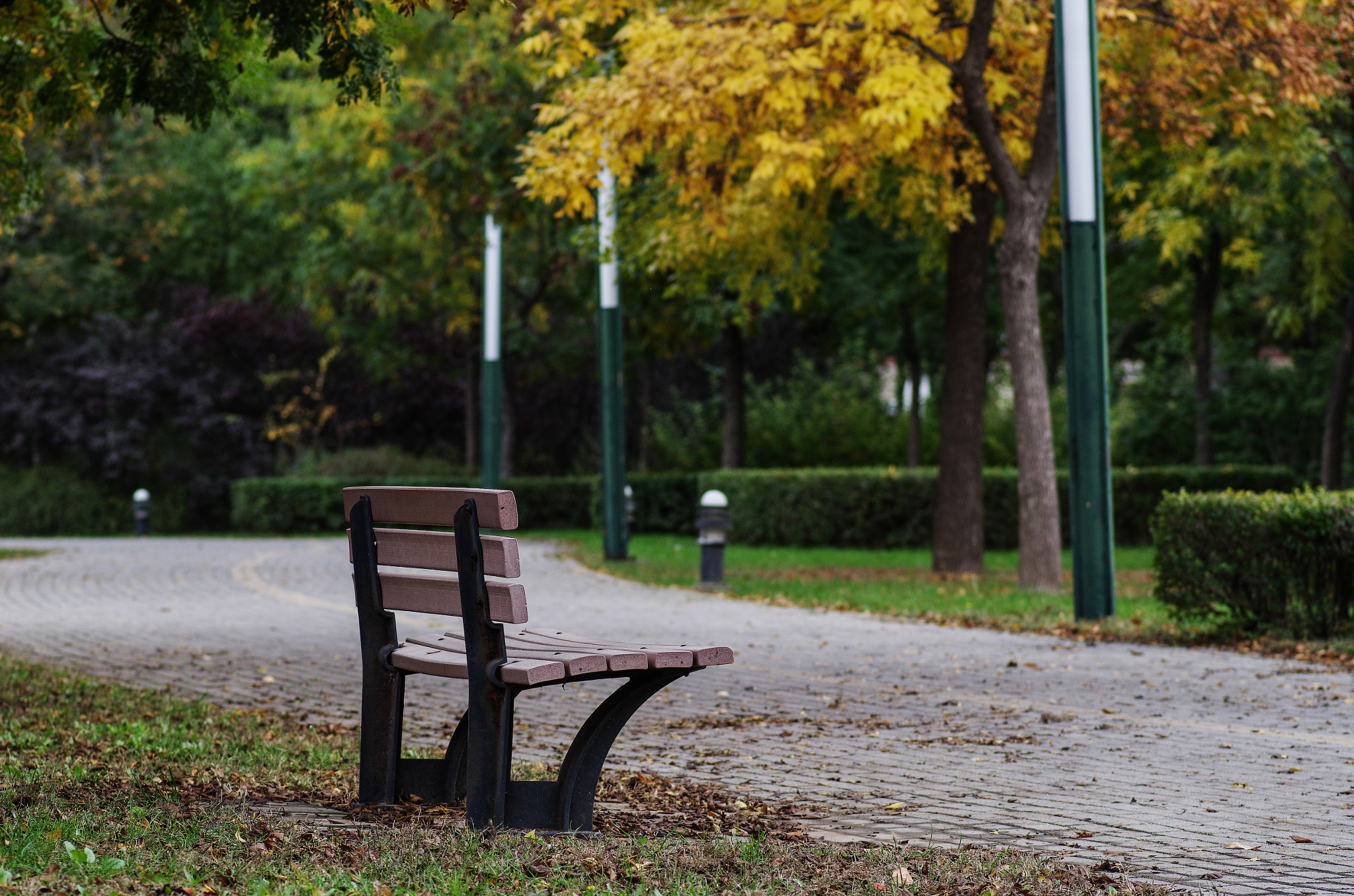 Pentax smc D-FA 100mm F2.8 Macro WR sample photo. Fall photography