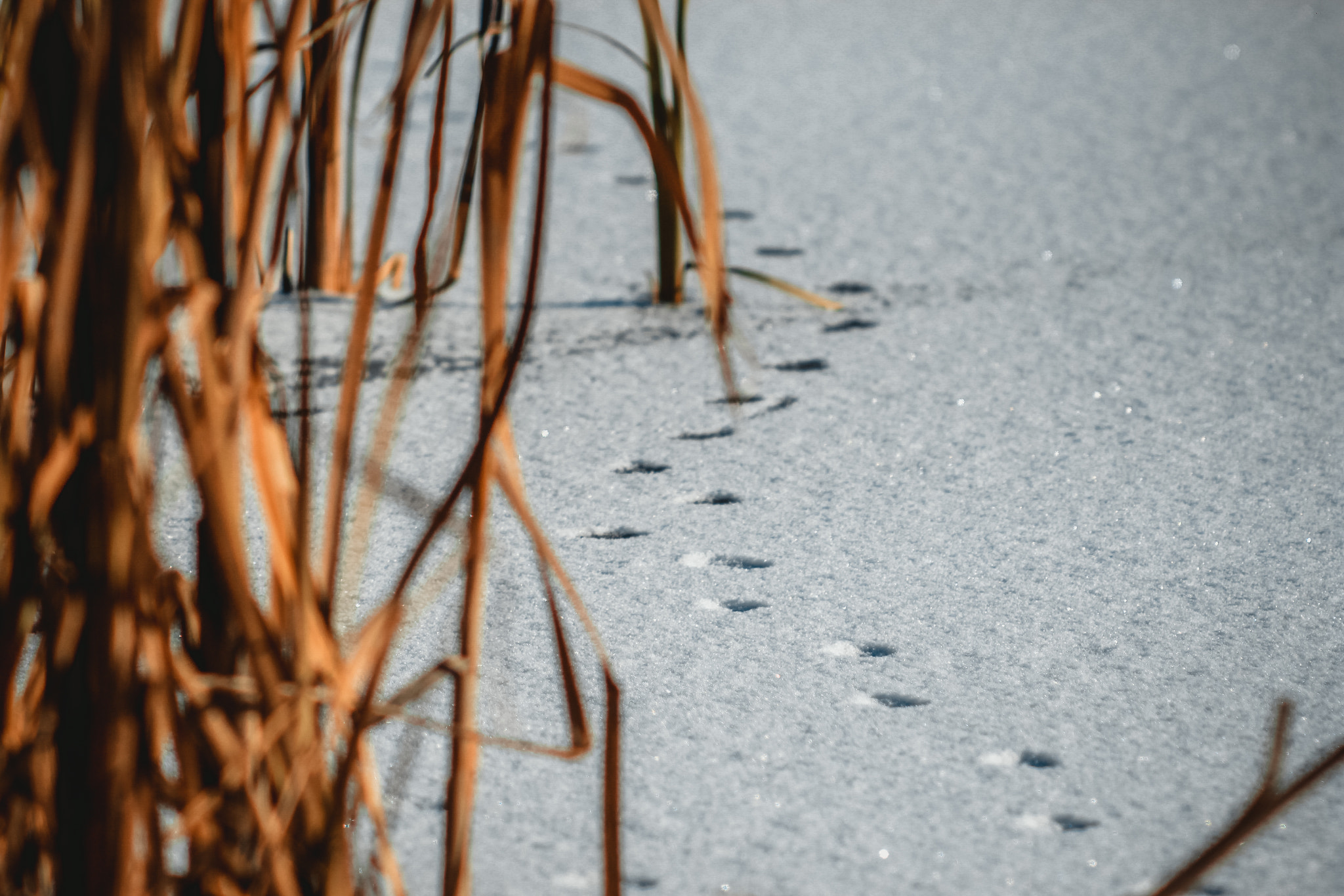 Canon EF 35-80mm f/4-5.6 sample photo. Лисий след photography