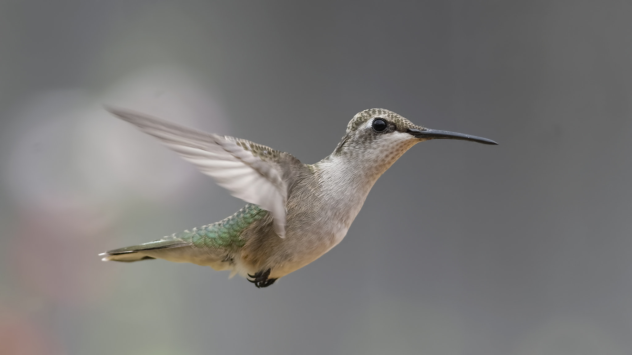 Nikon D7100 + Sigma 300mm F2.8 APO EX DG HSM sample photo. Glory days photography