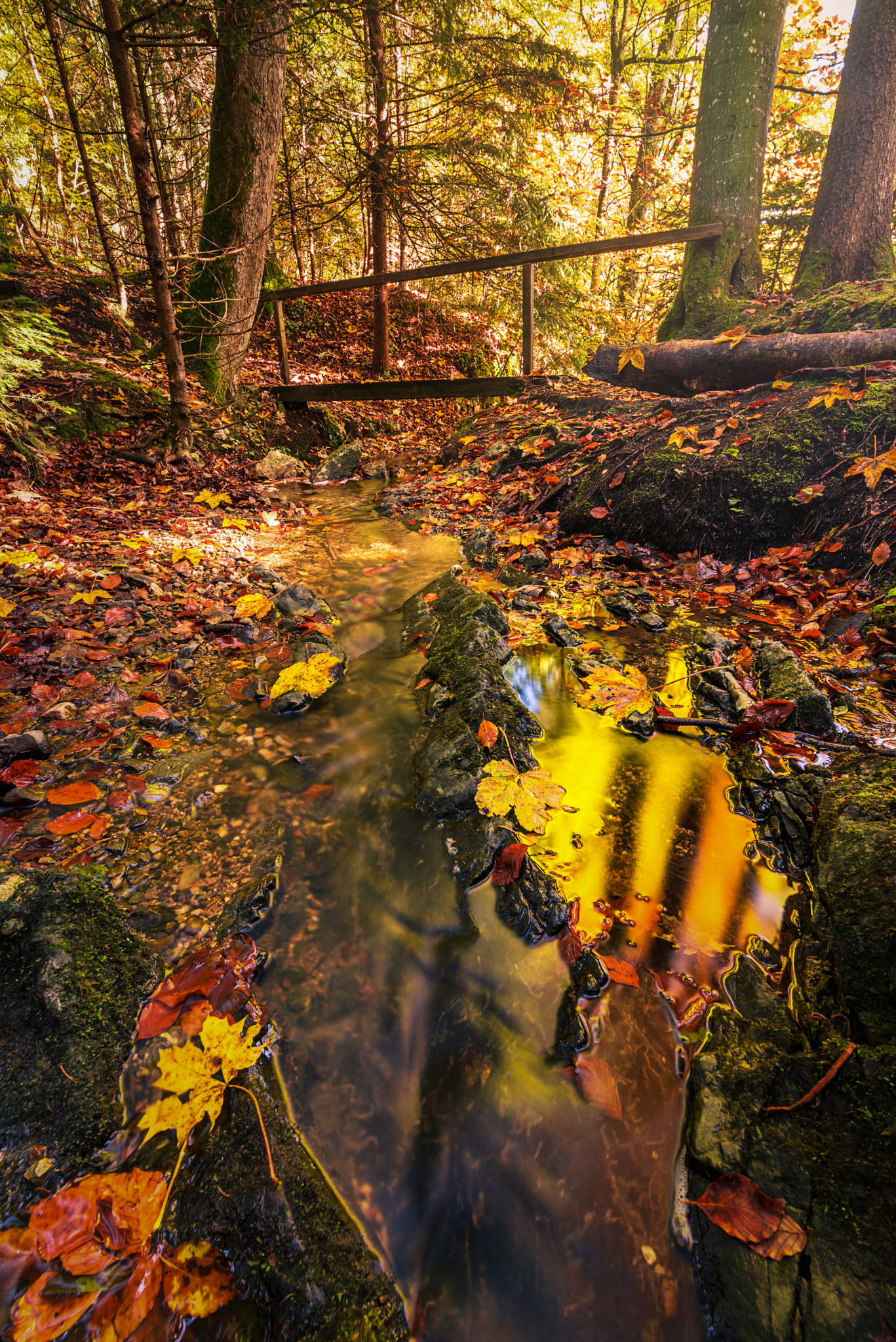 Tamron SP 15-30mm F2.8 Di VC USD sample photo. Peak of autumn photography
