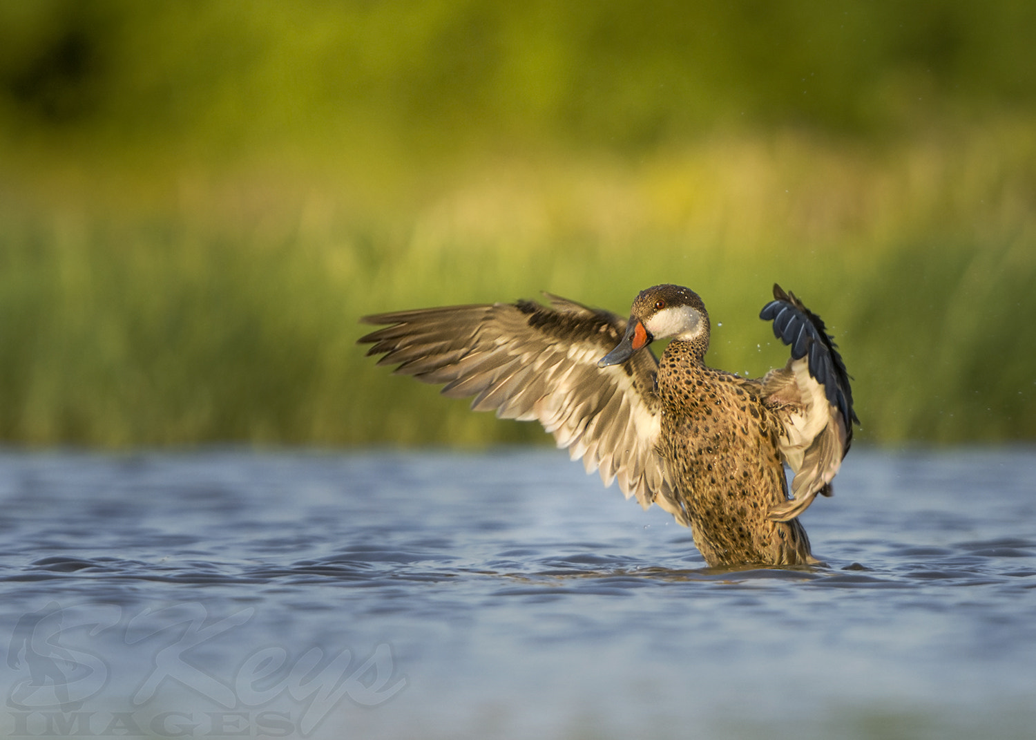 Nikon D7200 sample photo. Golden white cheeks (white-cheeked pintail)) photography