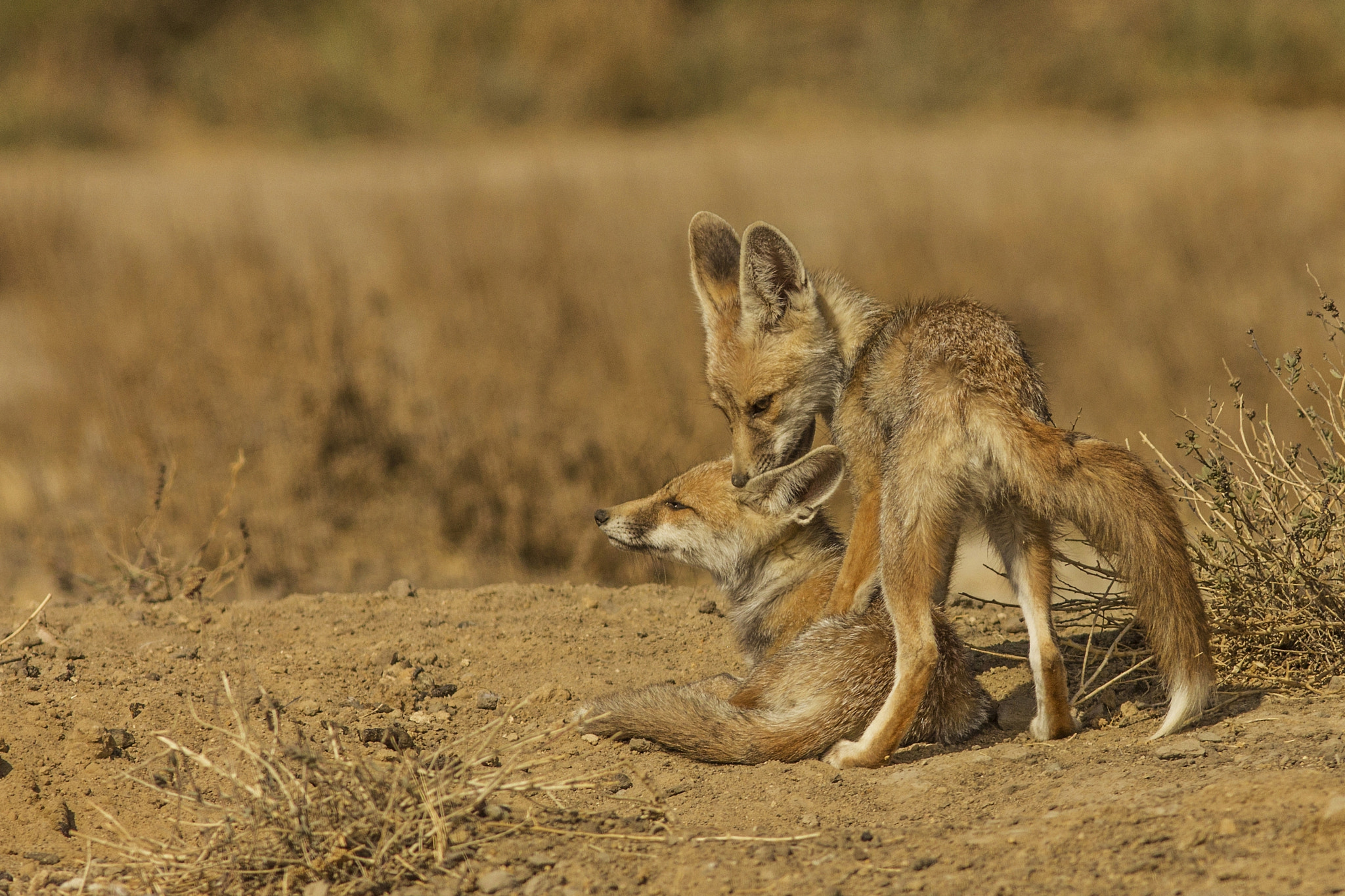 Canon EOS 550D (EOS Rebel T2i / EOS Kiss X4) + Canon EF 300mm F4L IS USM sample photo. Desert fox - pups photography