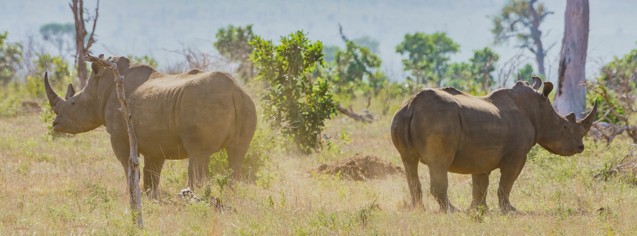 Sony 70-400mm F4-5.6 G SSM II sample photo. Rhino twins photography