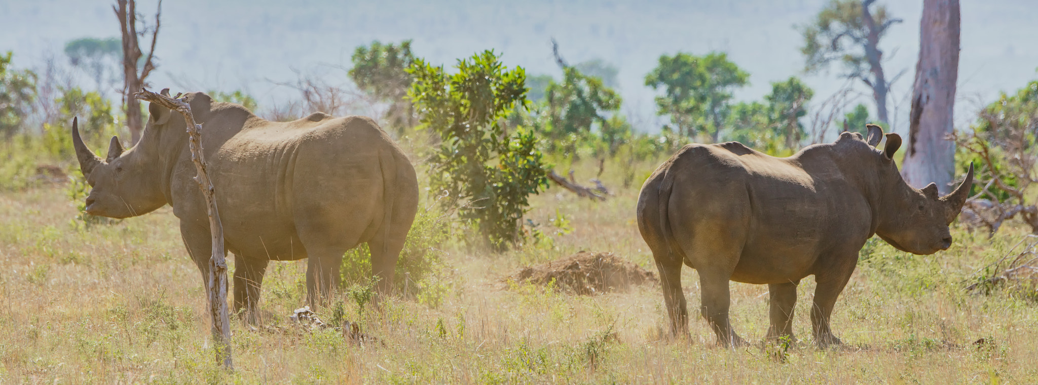 Sony a7R II + Sony 70-400mm F4-5.6 G SSM II sample photo. Rhino twins photography