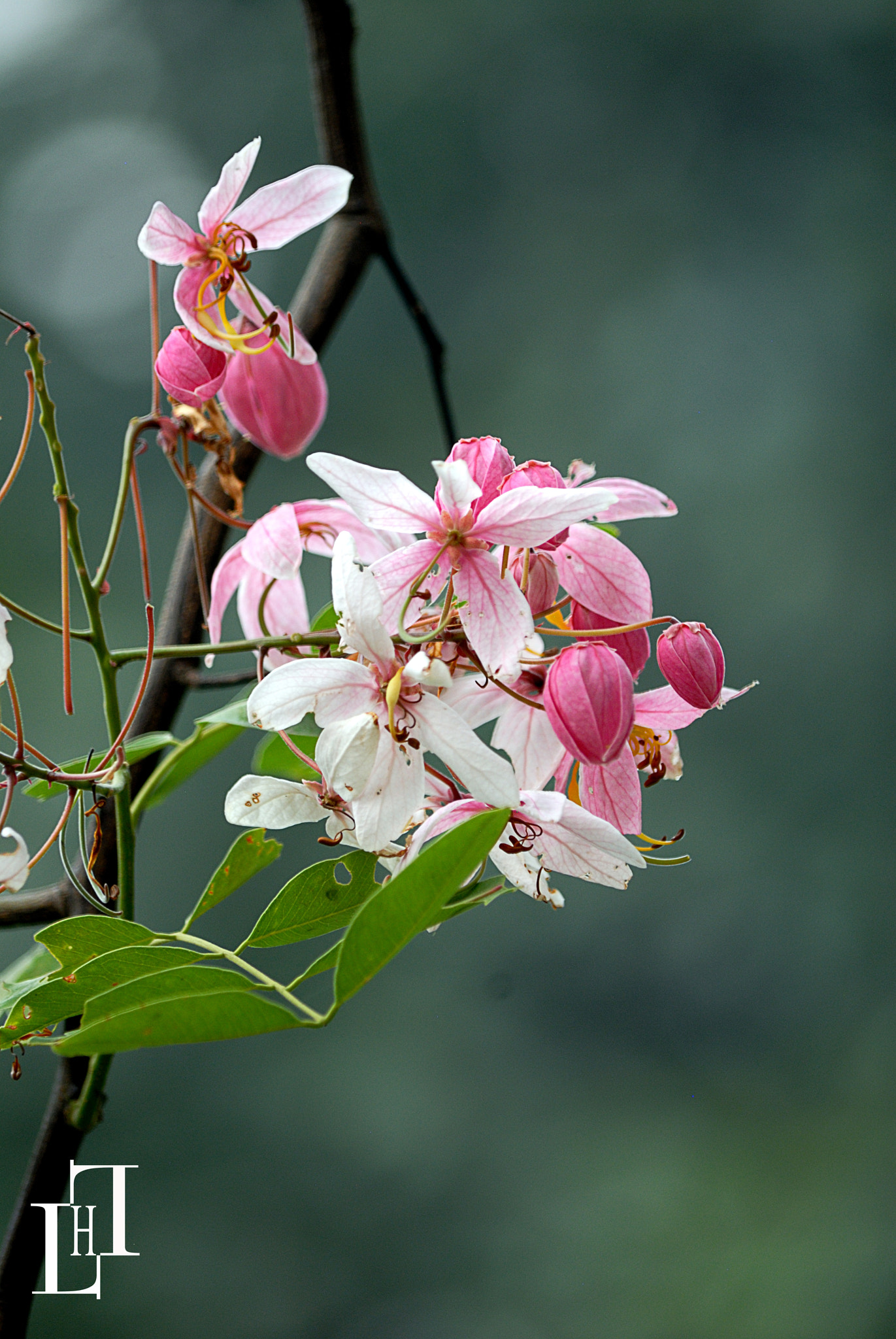 Nikon D200 sample photo. Dsc photography