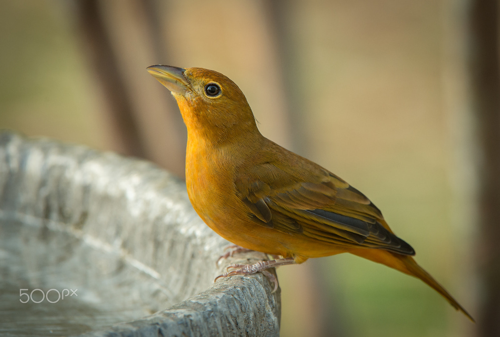 Nikon D4 + Nikon AF-S Nikkor 200-400mm F4G ED-IF VR sample photo. Summer tanager, female photography