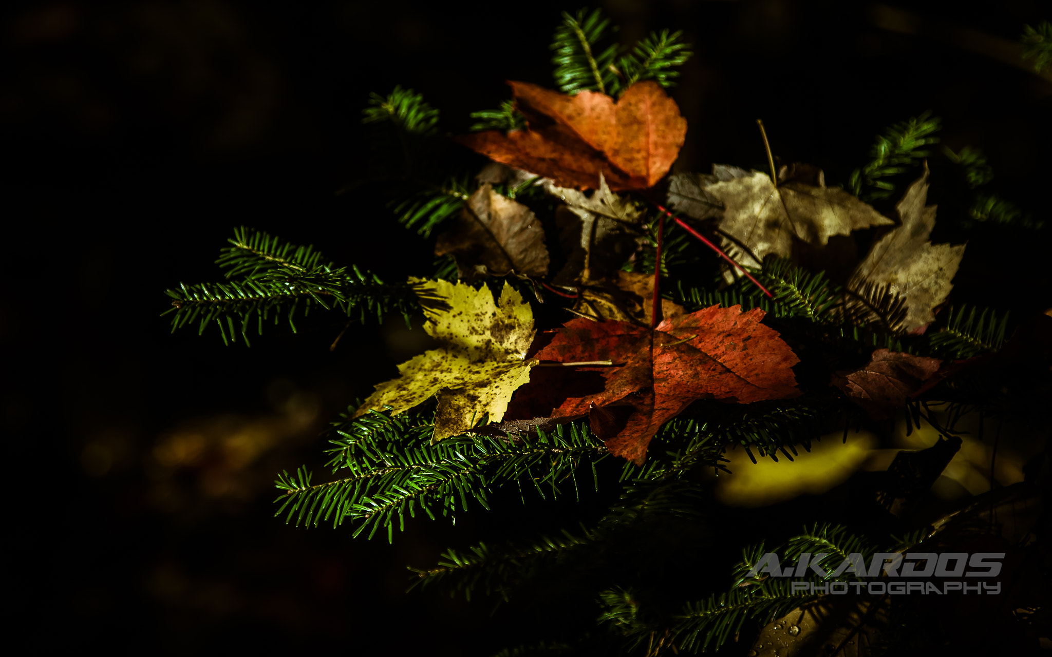 Canon EOS 700D (EOS Rebel T5i / EOS Kiss X7i) sample photo. First light - autumn photography