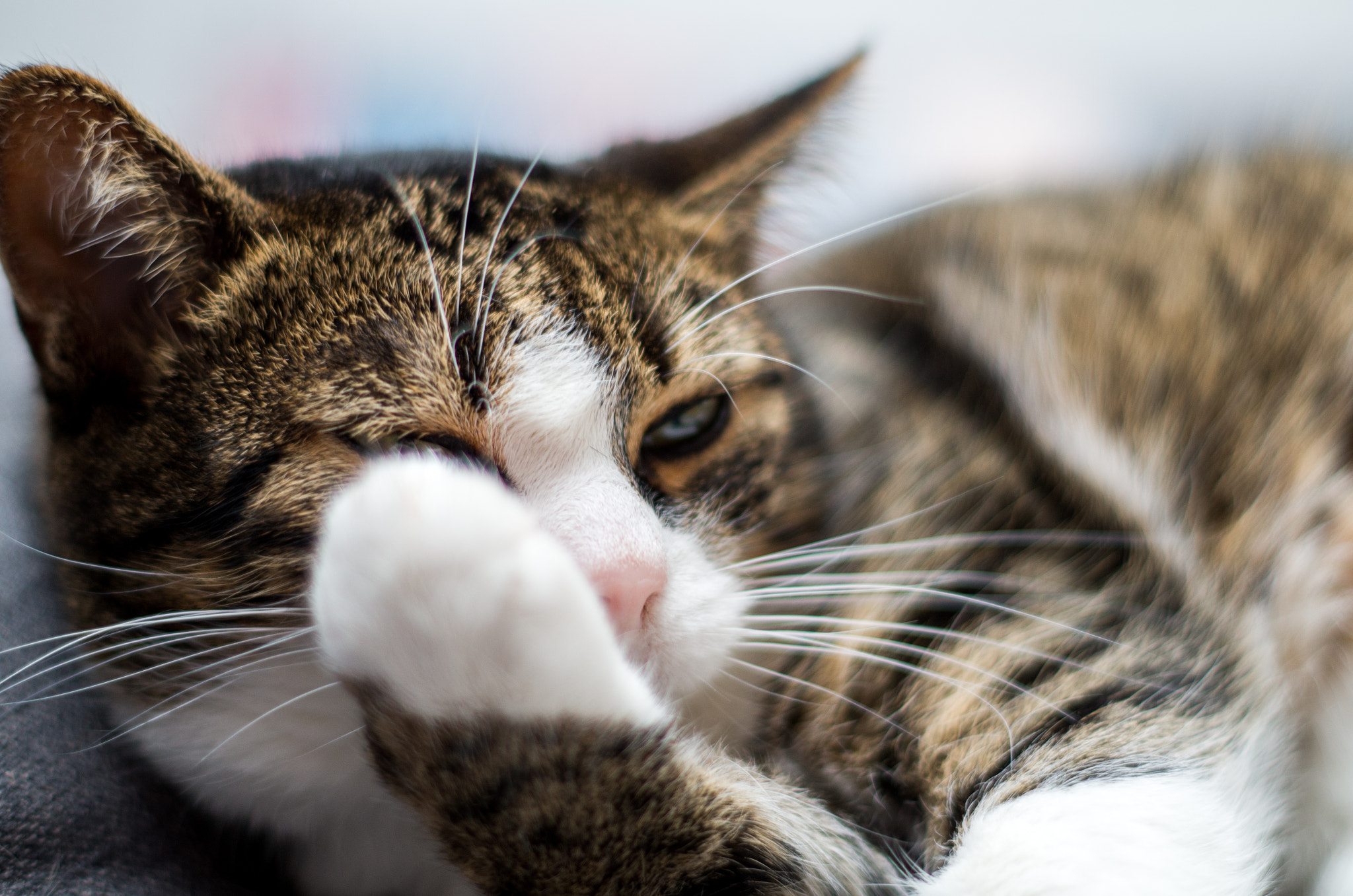 Pentax K-500 + Pentax smc DA 50mm F1.8 sample photo. "one eye or two  cannot see my food" ;) photography