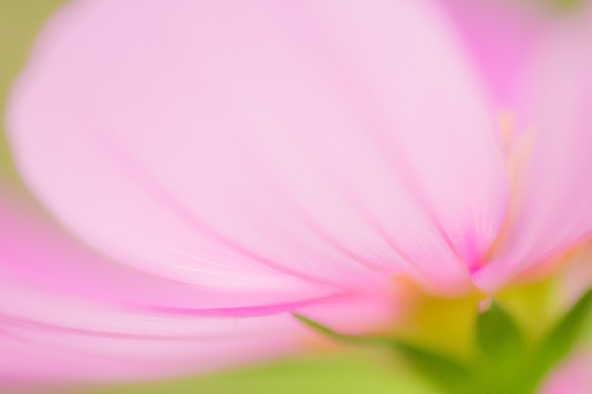 Canon EF 180mm F3.5L Macro USM sample photo. Cosmos photography
