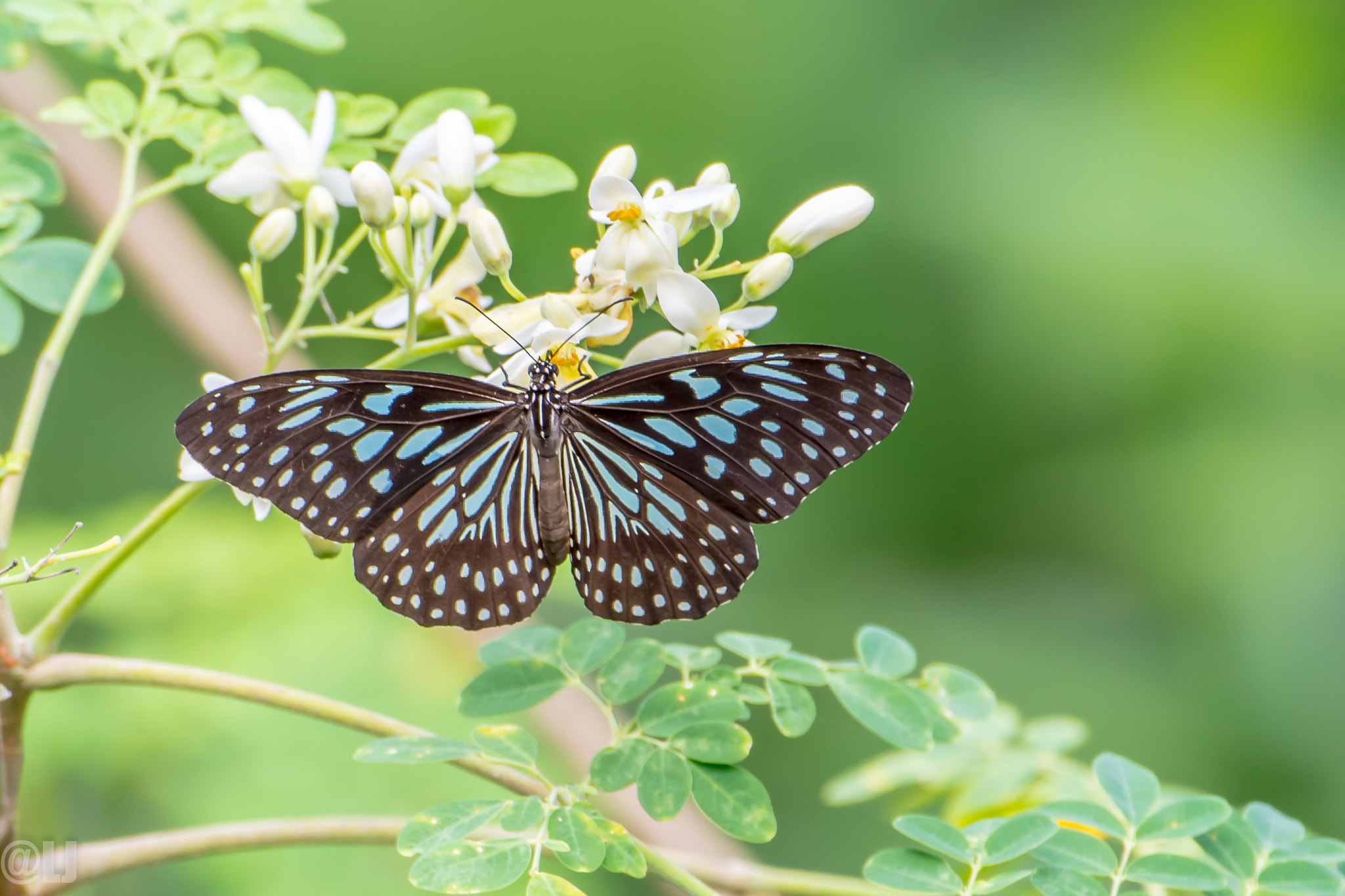 Nikon AF-S Nikkor 200-500mm F5.6E ED VR sample photo. Butterfly photography