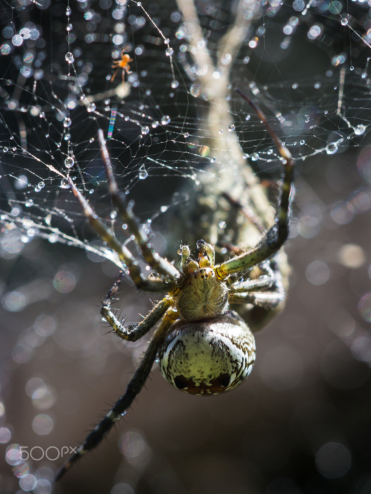 Sigma APO Macro 150mm f/2.8 EX DG HSM sample photo. The hunter photography