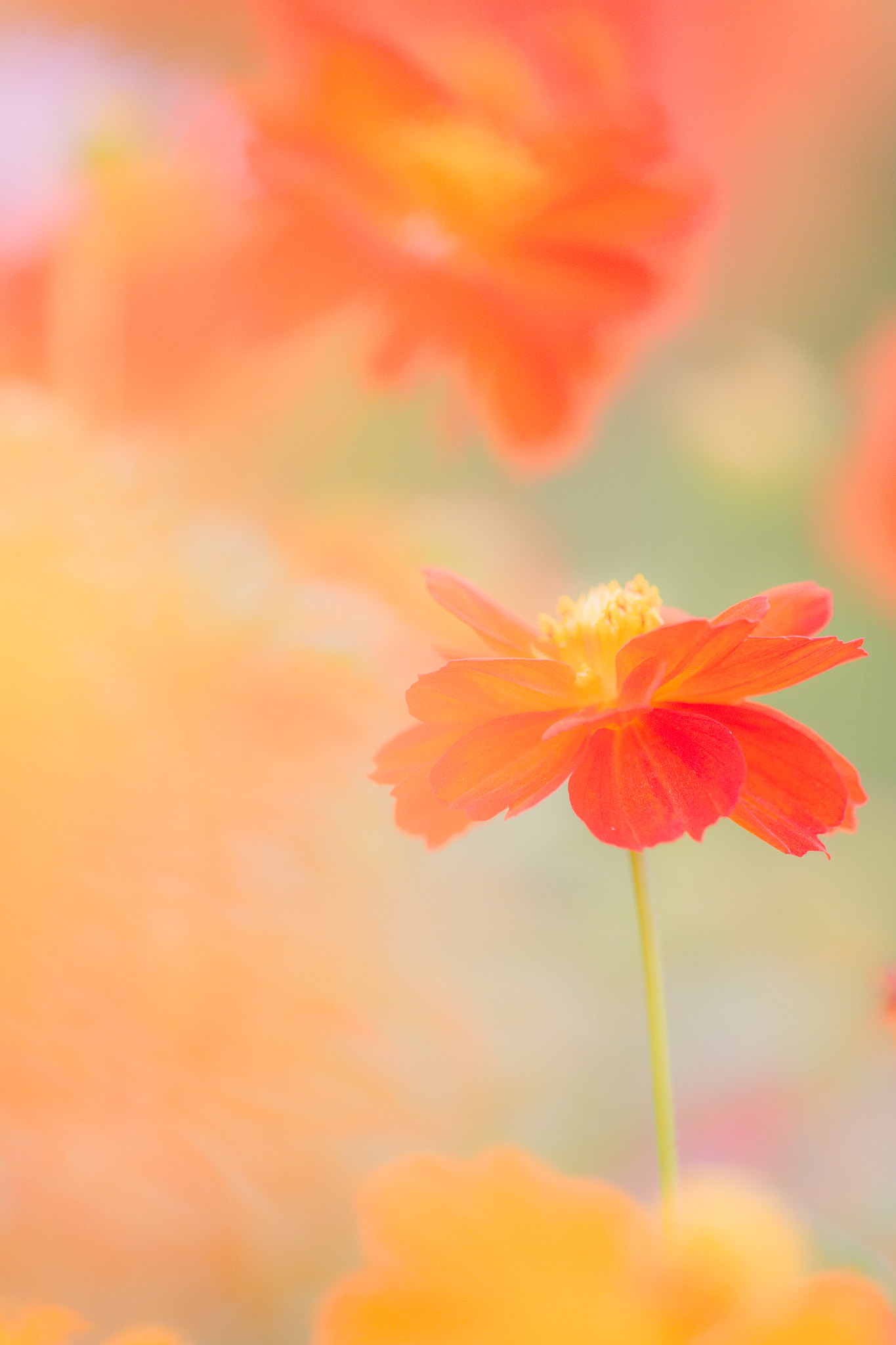 Canon EF 180mm F3.5L Macro USM sample photo. Cosmos photography