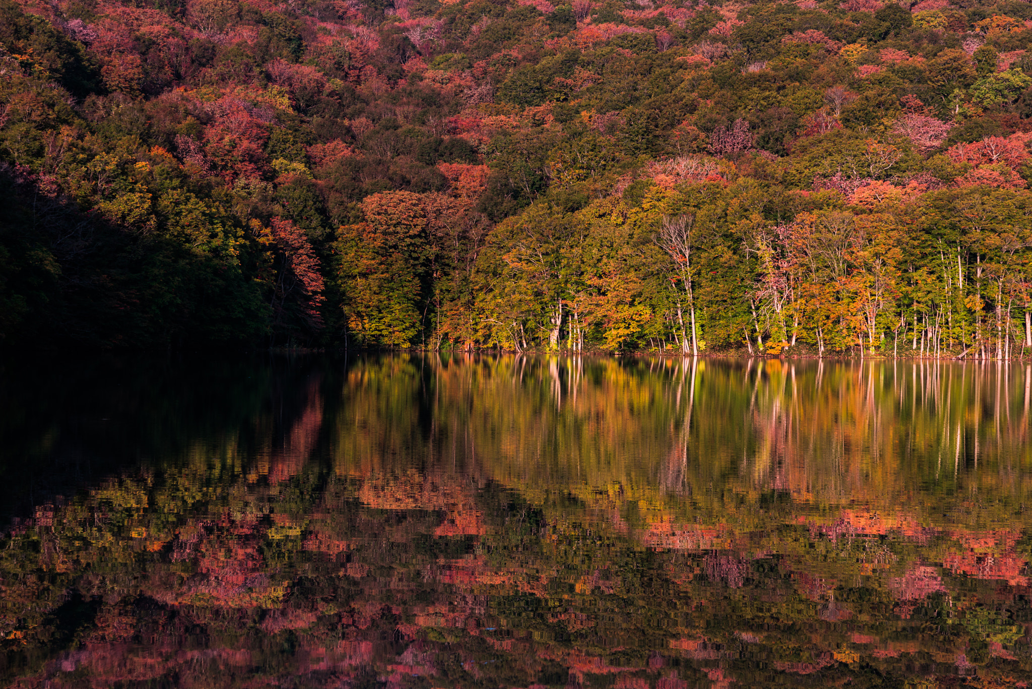 Sony a7R sample photo. Autumn leaves photography
