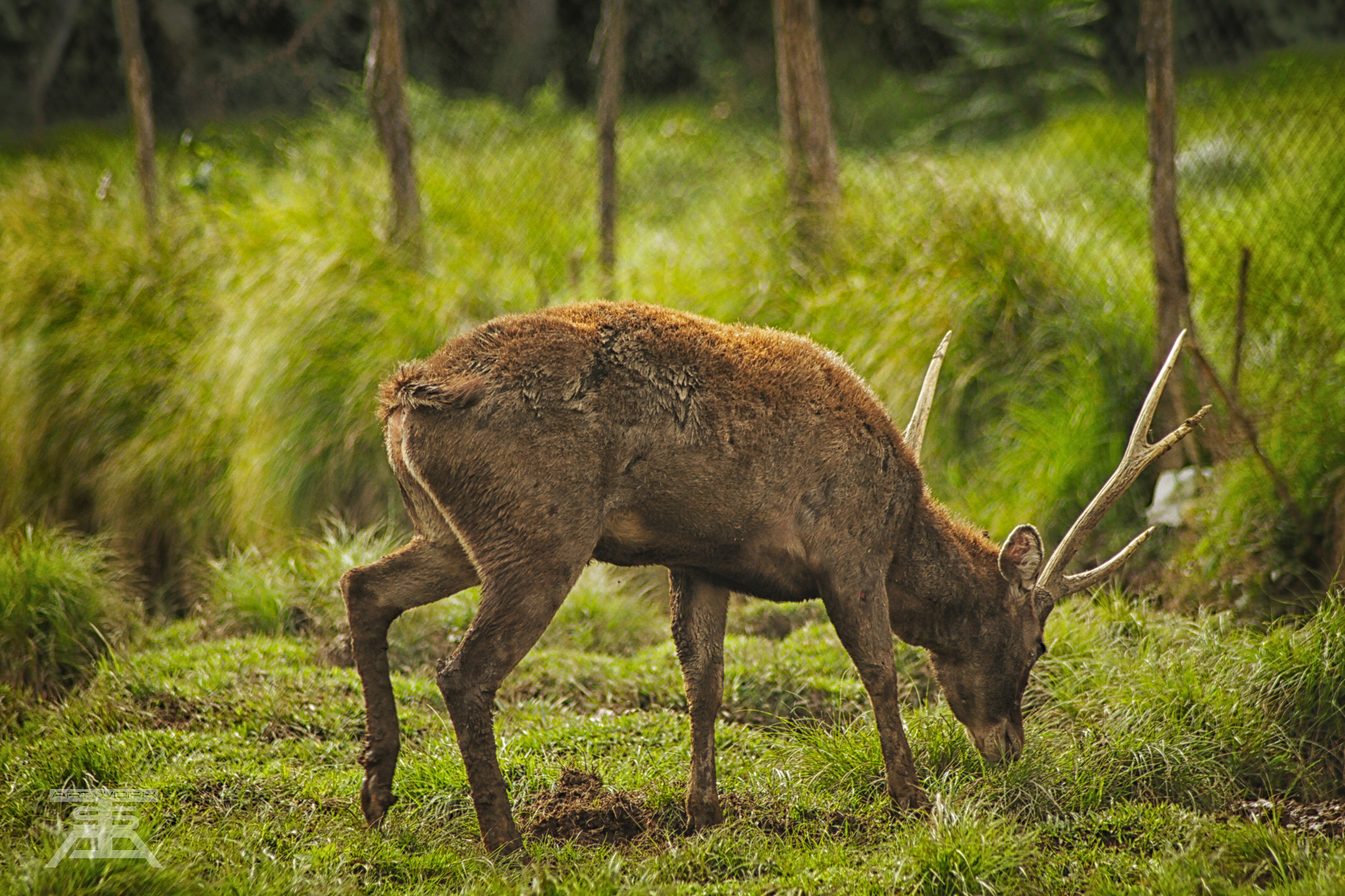 Canon EOS 7D sample photo. Oh deer photography