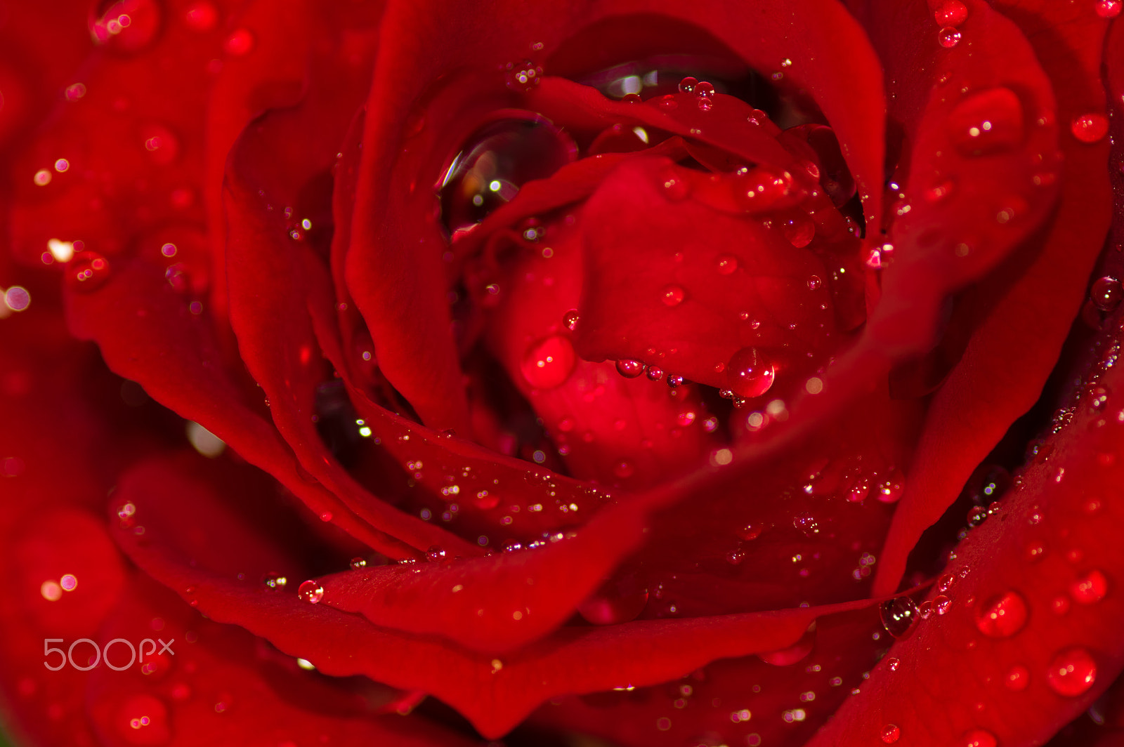 Pentax K-3 + A Series Lens sample photo. Drops'n' rose photography