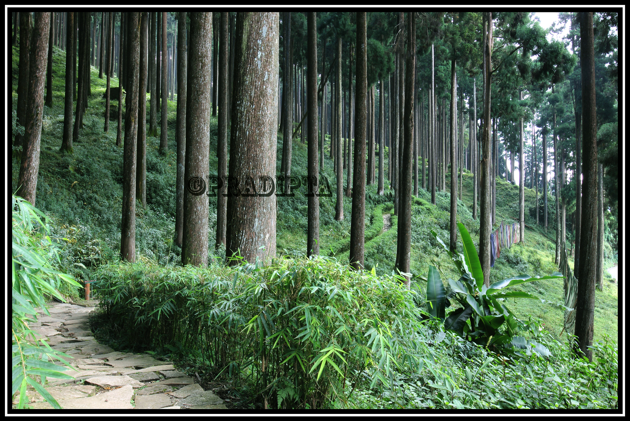 Canon EF 16-35mm F4L IS USM sample photo. Lamahata jungle photography