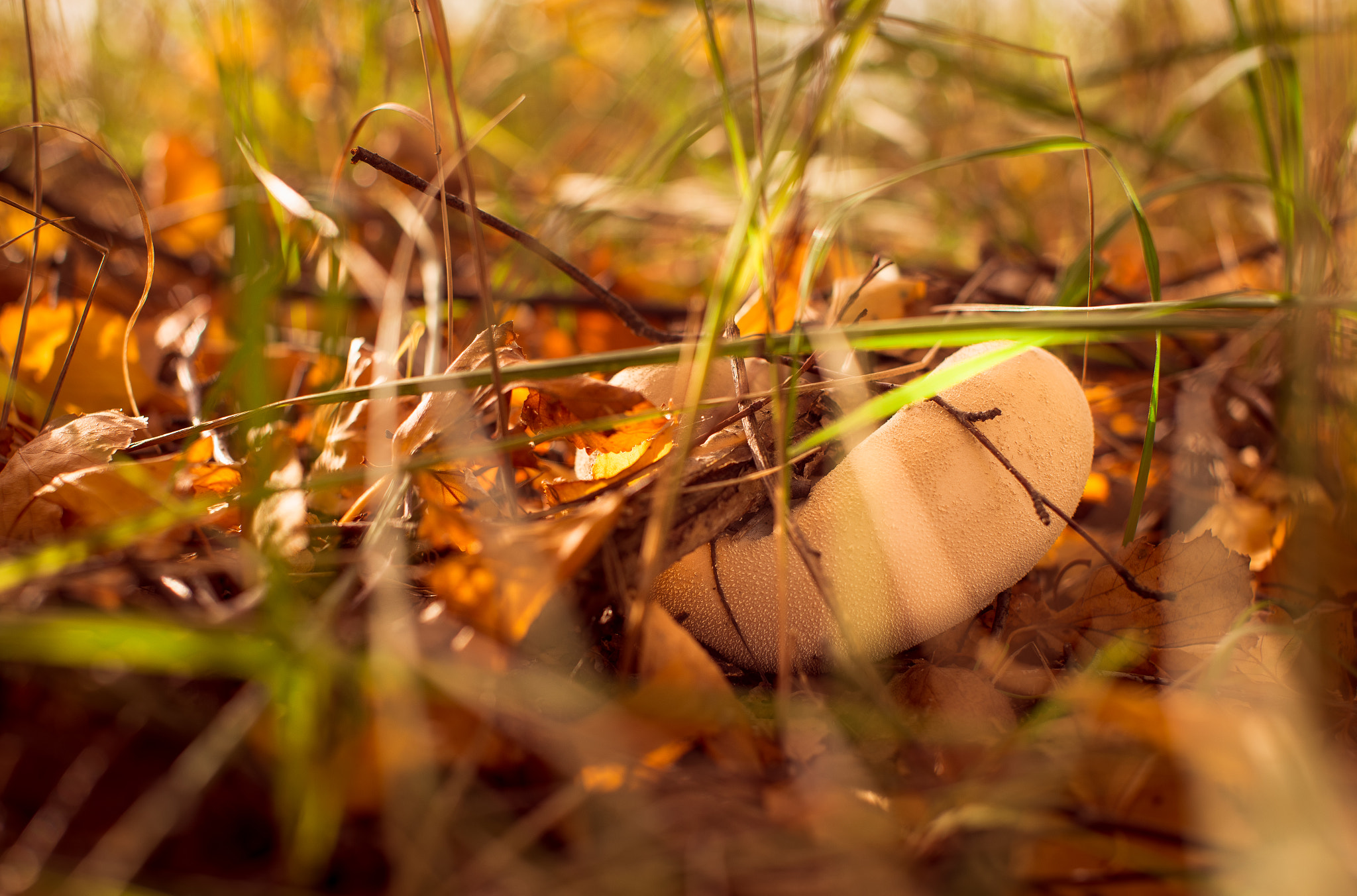 Nikon D610 + Sigma 50mm F1.4 EX DG HSM sample photo. Stubborn puffball mushroom  photography