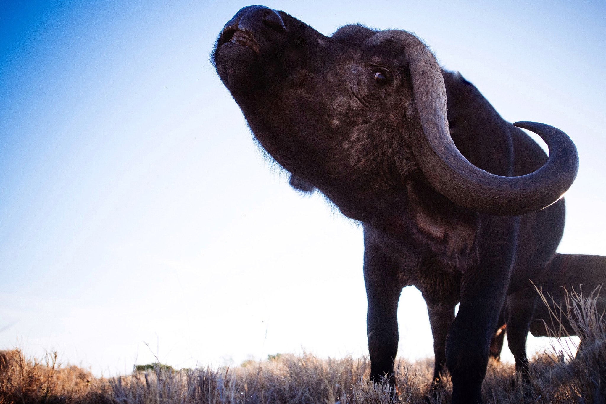 Nikon AF-S Nikkor 14-24mm F2.8G ED sample photo. Curious buffalo bull snorts at the hidden  #nikond ... photography