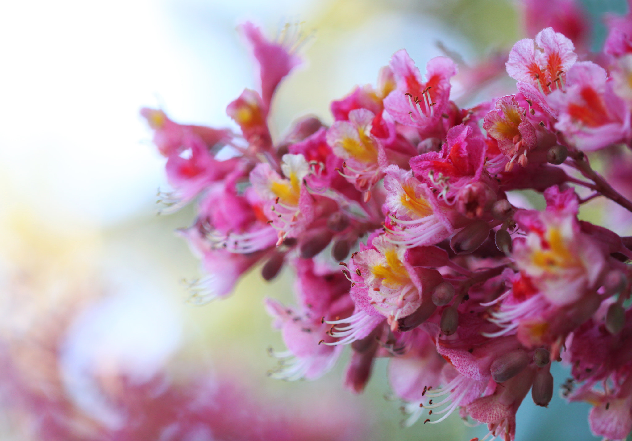 Canon EF 100mm F2.8 Macro USM sample photo. Polymorphy photography