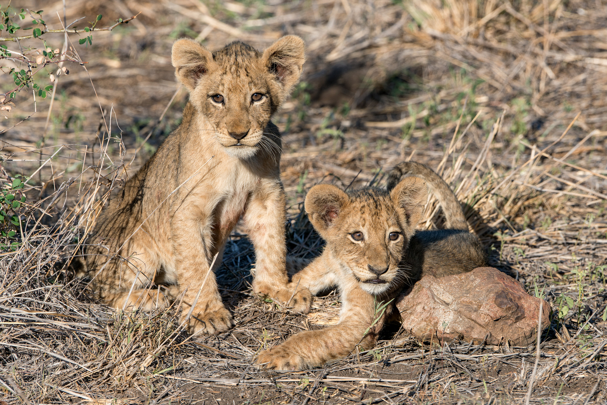 Sony 70-400mm F4-5.6 G SSM II sample photo. Lion cubs at play photography