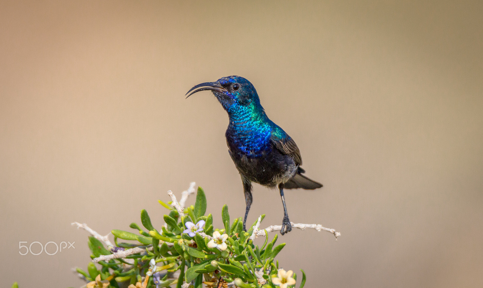 Tamron SP 150-600mm F5-6.3 Di VC USD sample photo. Palestine sunbird photography