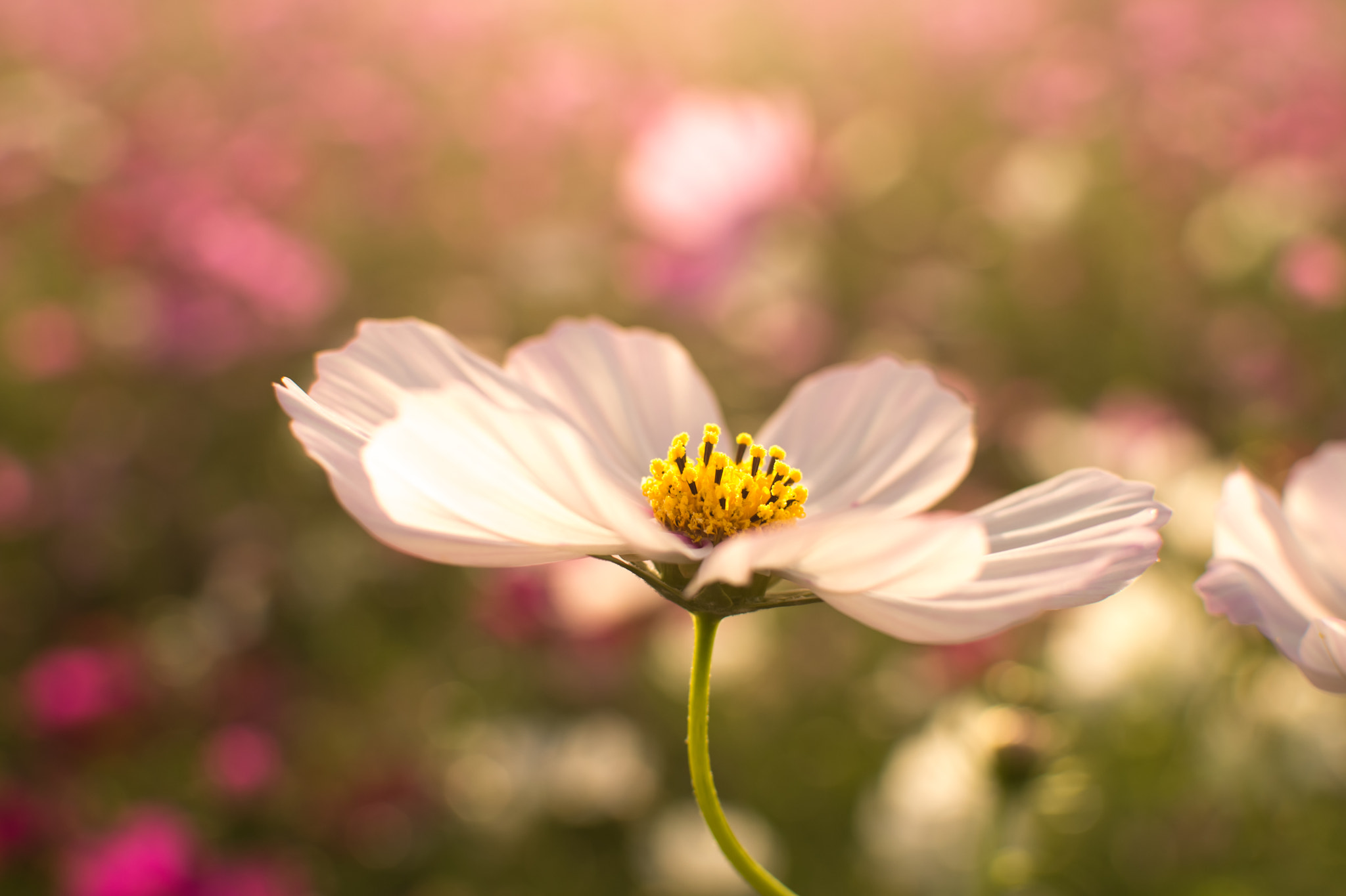 Nikon D600 + Nikon AF-S DX Nikkor 35mm F1.8G sample photo. Cosmos in sunset photography