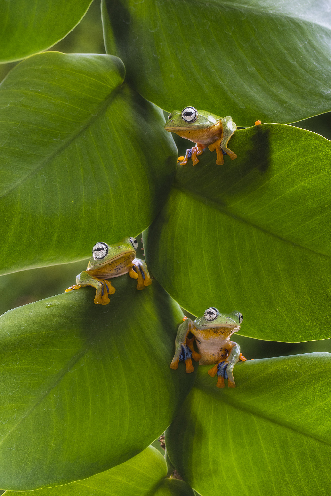 Canon EF 100mm F2.8L Macro IS USM sample photo. Frog photography