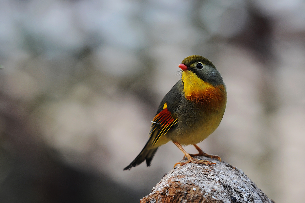 Nikon AF-S Nikkor 200mm F2G ED VR II sample photo