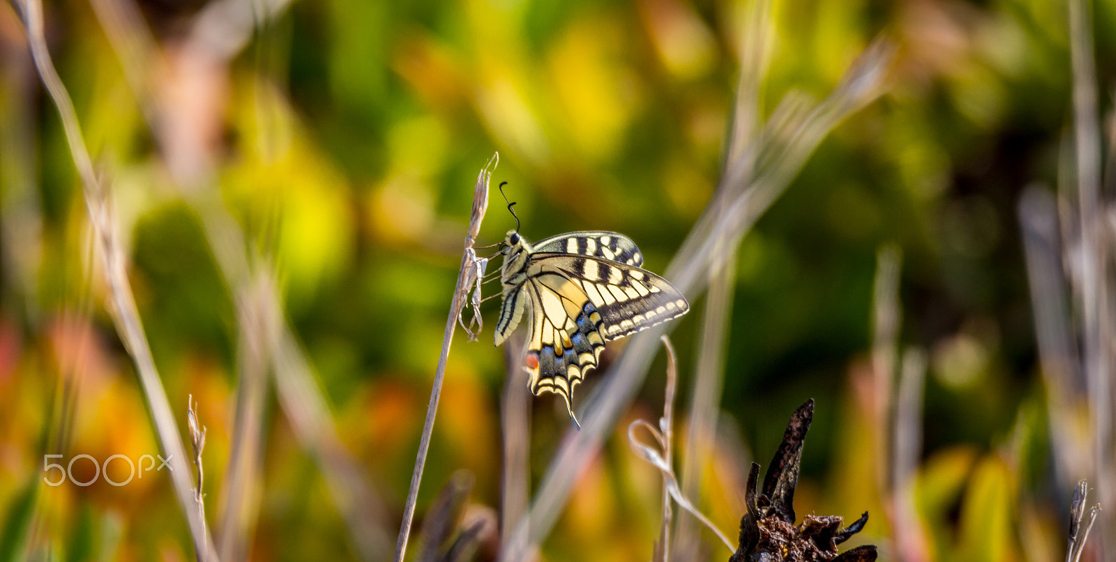 Tamron SP 150-600mm F5-6.3 Di VC USD sample photo. Yellow butterfly photography