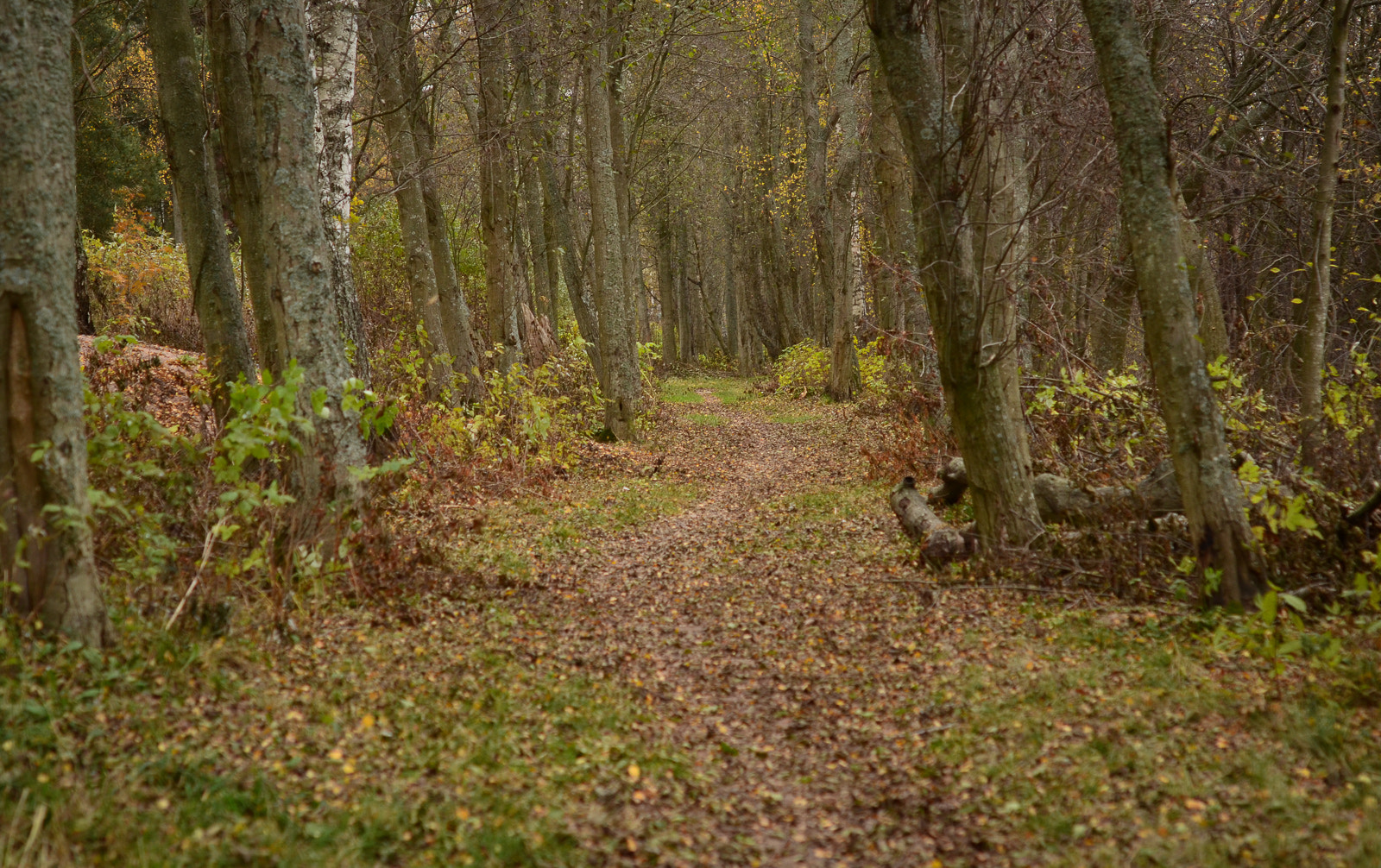 Nikon AF-S Micro-Nikkor 60mm F2.8G ED sample photo. Autumn moods in the woods photography
