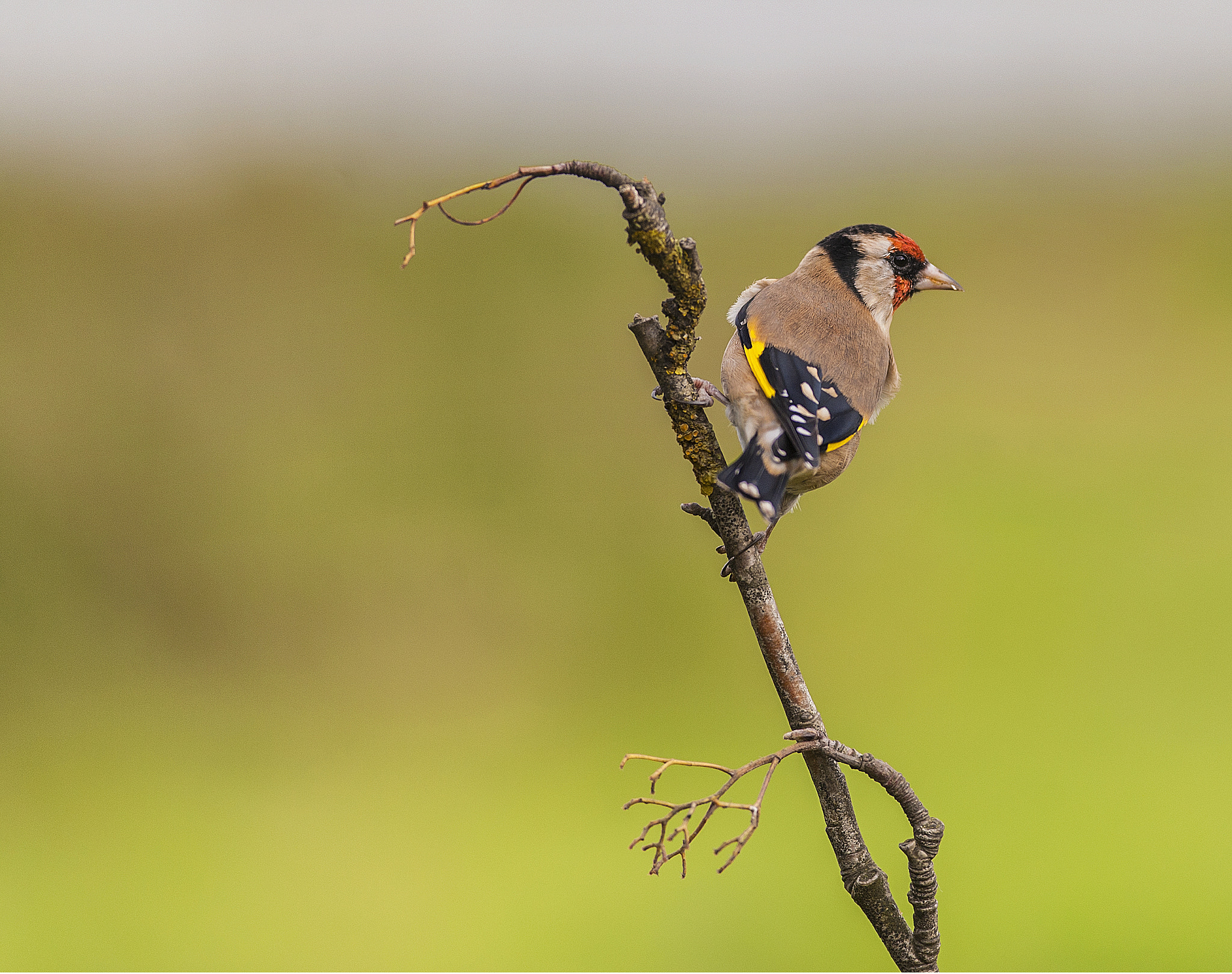 Nikon D700 + Nikon AF-S Nikkor 300mm F4D ED-IF sample photo. A wee goldie photography