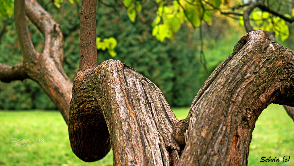 Sony SLT-A37 + Sony DT 50mm F1.8 SAM sample photo. Tree photography