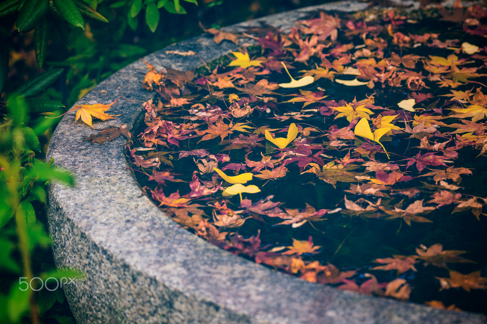 Sony a7R II + Sony 70-300mm F4.5-5.6 G SSM sample photo. Autumn in the water photography