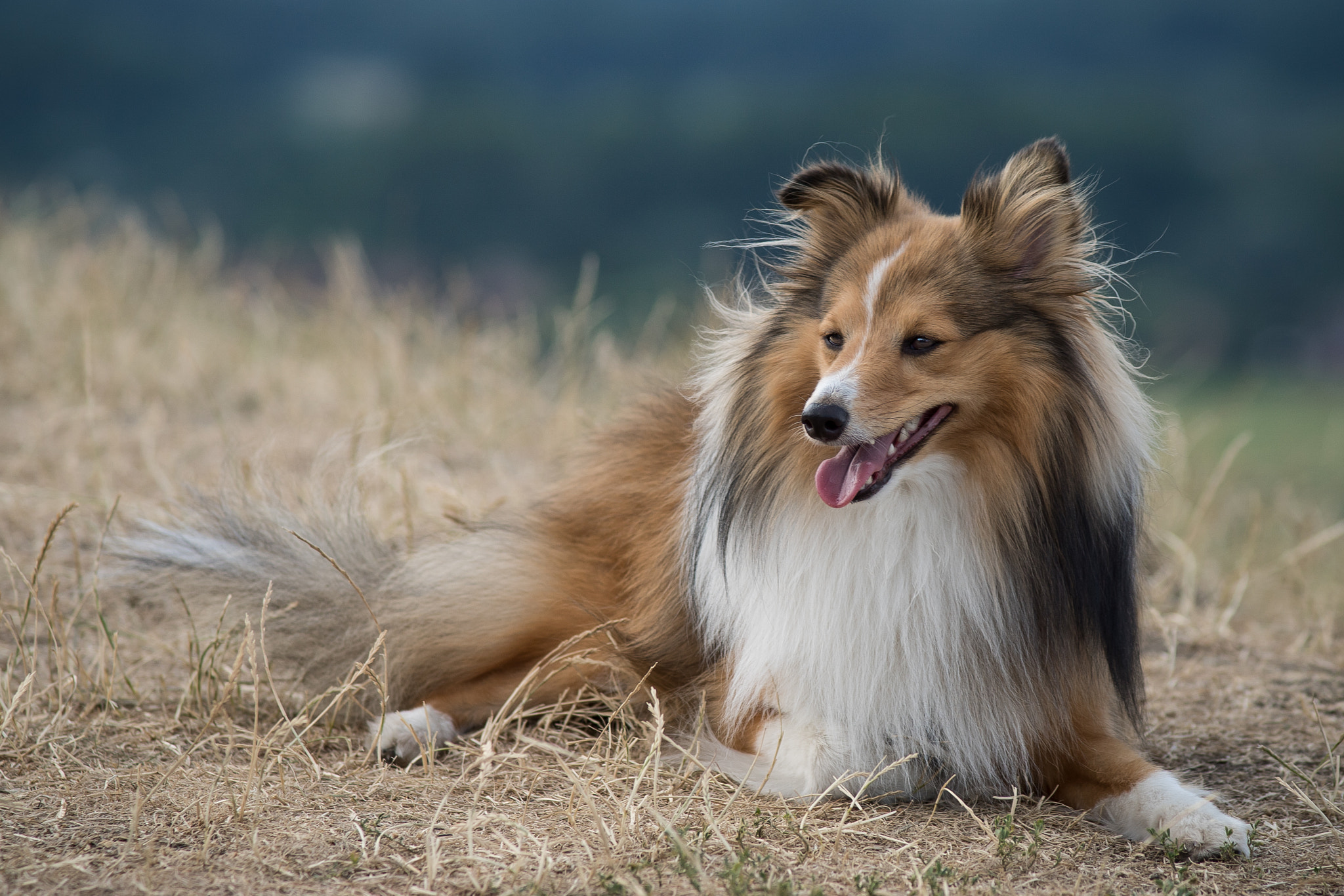 Sony ILCA-77M2 + Minolta AF 80-200mm F2.8 HS-APO G sample photo. Sheltie photography