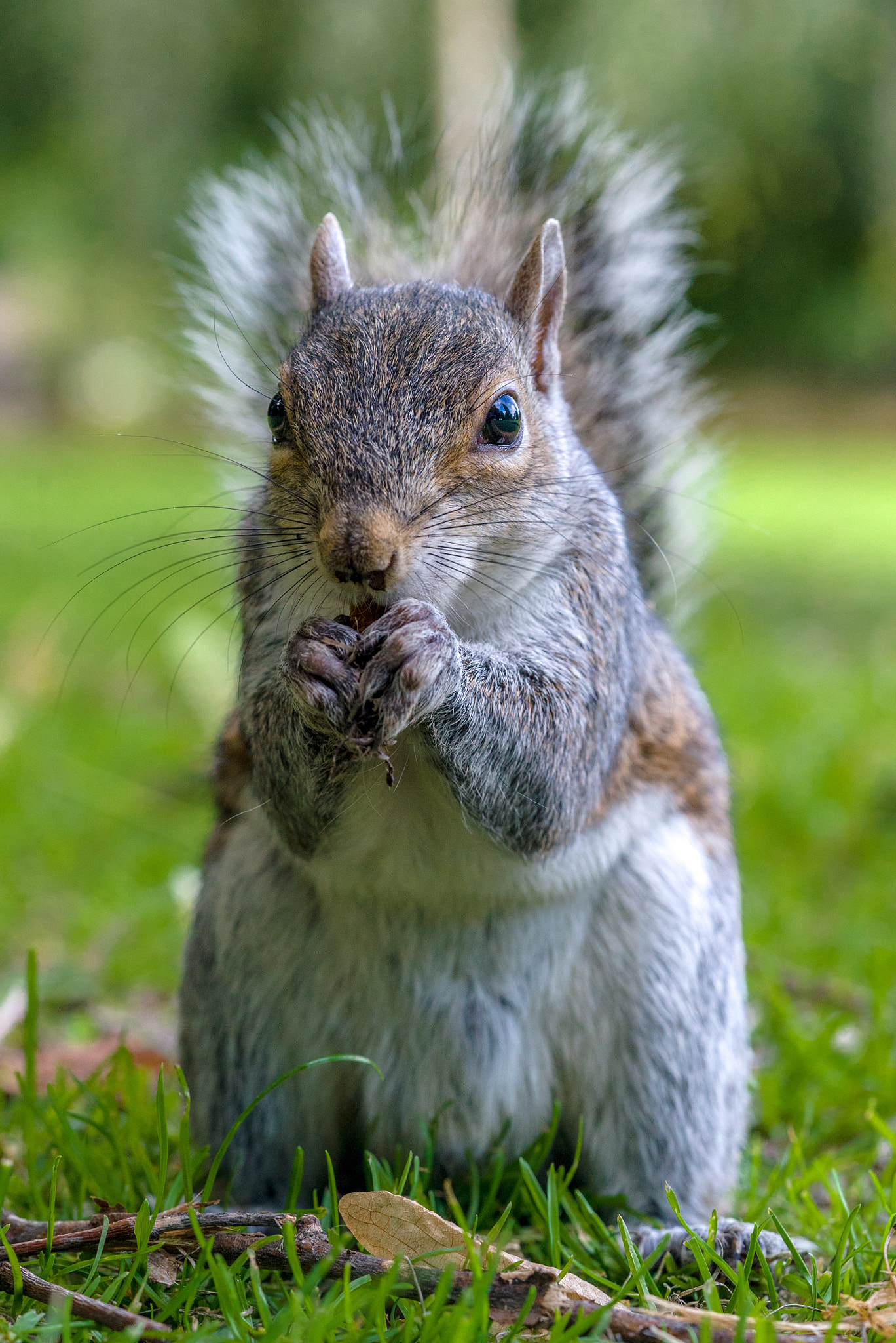 Sony a7S + Sony FE 90mm F2.8 Macro G OSS sample photo. Squirrel photography