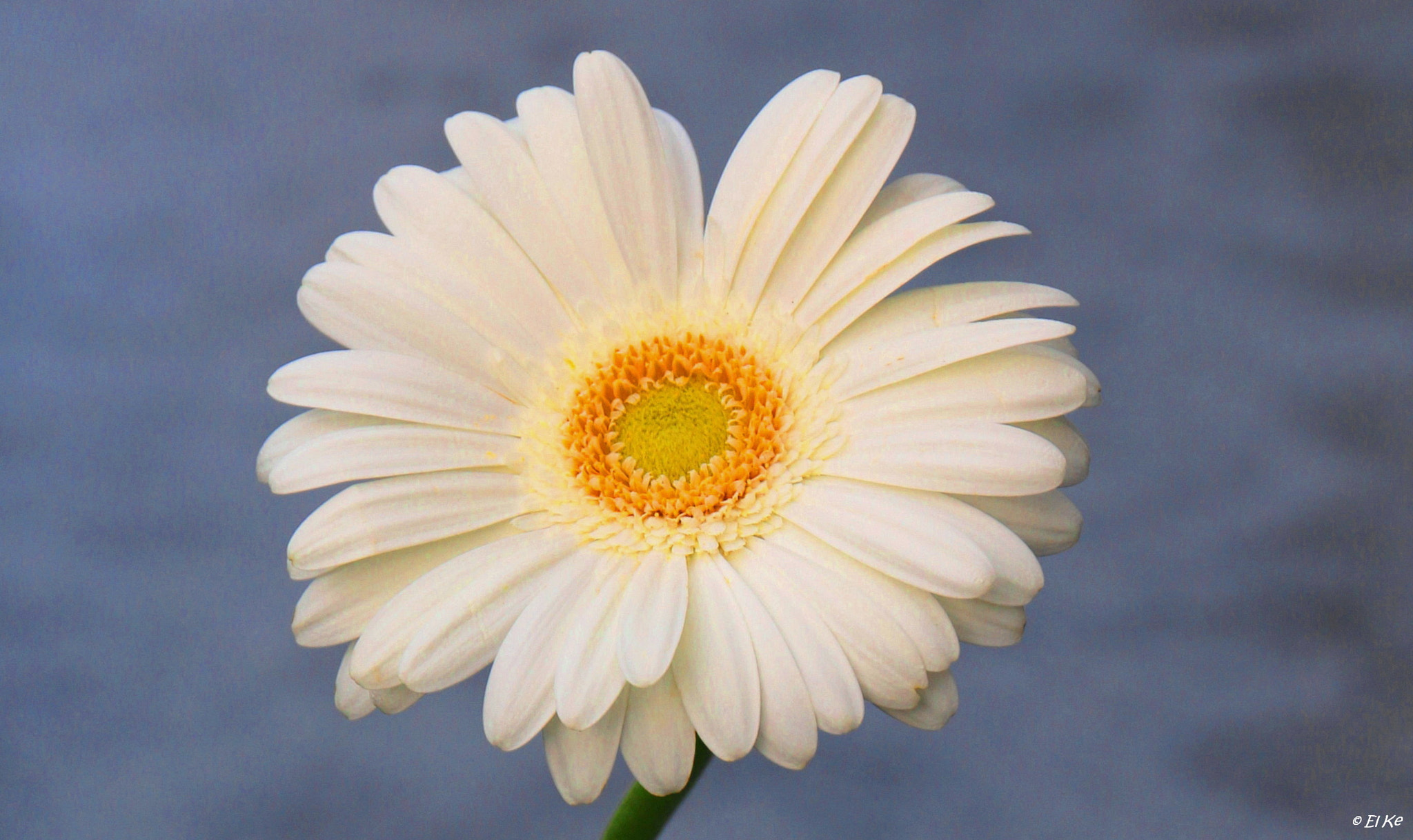 Canon EF-S 15-85mm F3.5-5.6 IS USM sample photo. White gerbera photography