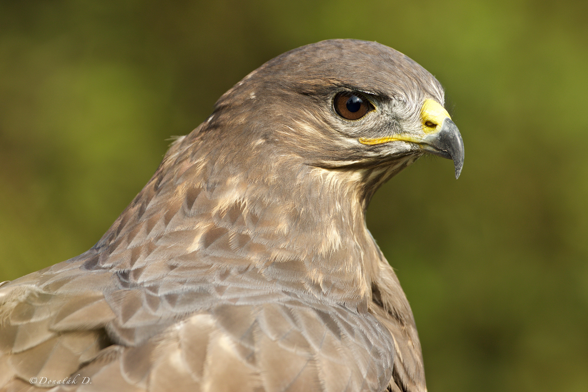 Canon EOS 7D Mark II + Canon EF 200-400mm F4L IS USM Extender 1.4x sample photo. Káně lesní (buteo buteo) photography